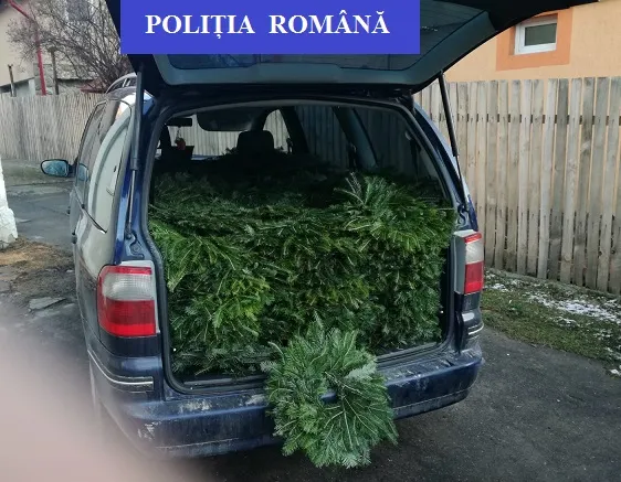 Sute de coronițe din cetină, confiscate de polițiștii din Fieni