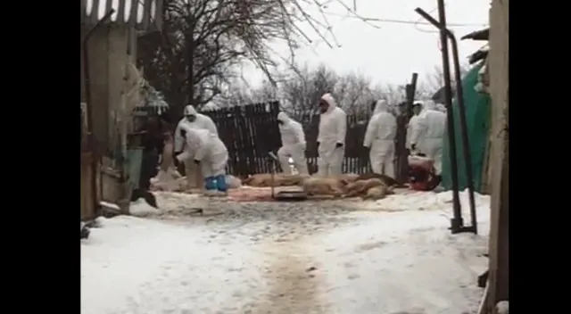 Imagini dure cu porcii sacrificați înainte de Crăciun, în Fierbinți
