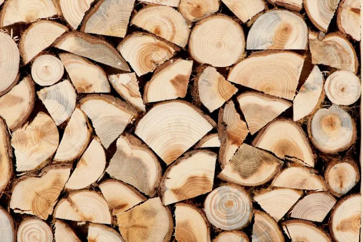 Codrul (nu mai e) frate cu românul. Bărbat surprins în timp ce tăia fără drept mai mulți arbori