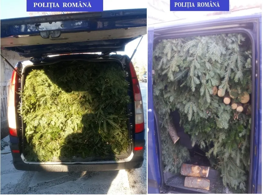 Sute de kilograme de cetină și zeci de metri cubi de lemn, confiscate de Poliție