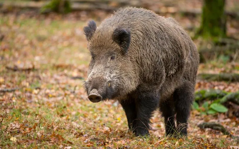 Suspiciune de pestă porcină, în Dâmbovița. Un porc mistreț găsit mort, pe câmp, pune pe jar autoritățile