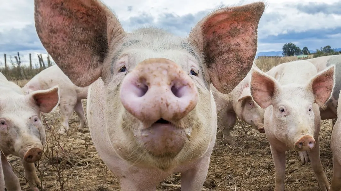 A fost confirmat un nou focar de pestă porcină africană în Dâmbovița, la Poiana