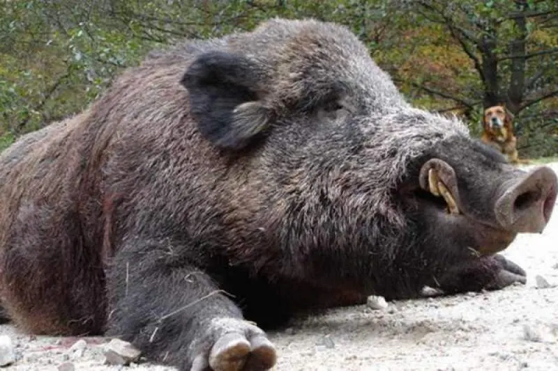 Pesta porcină africană lovește, din nou, Dâmbovița. Focar nou la Runcu, la un porc mistreț