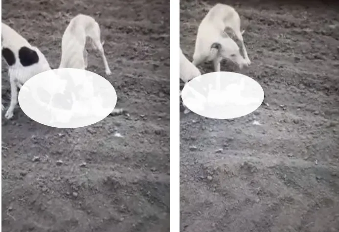 Foto-video| Un tânăr din Dâmbovița șochează internetul, cu imagini în care o pisică este omorâtă de ogarii săi