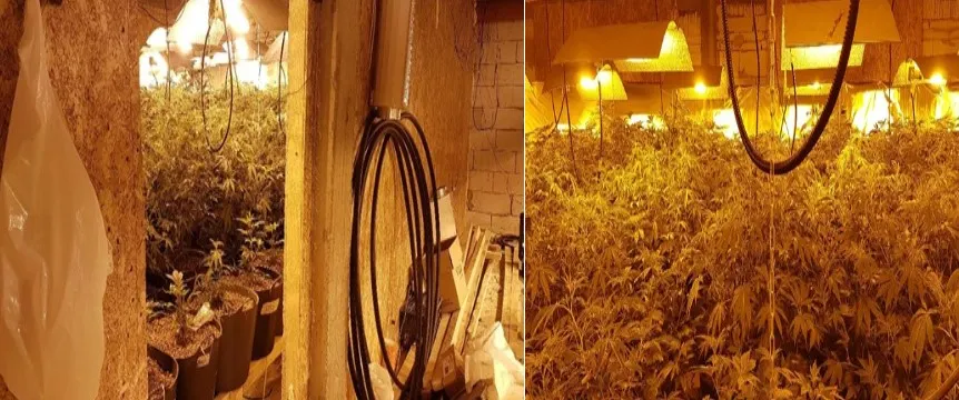 Grup infracțional trimis în judecată, pentru înființarea de culturi ilegale de cannabis, la Tărtășești și Răcari