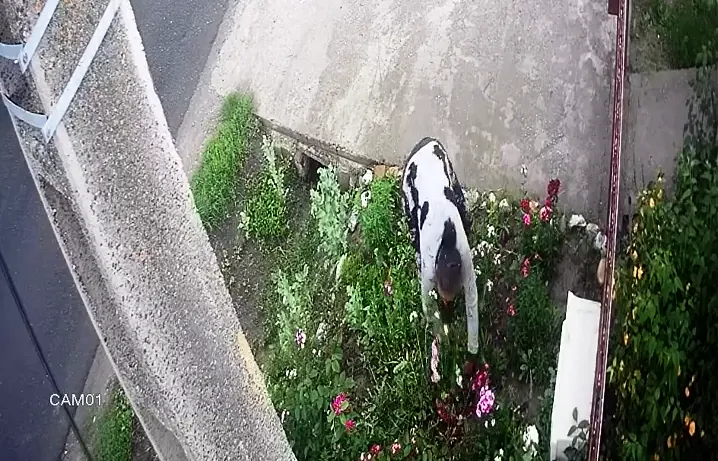 VIDEO Două femei, surprinse, în timp ce furau florile din fața unei gospodării din Răcari