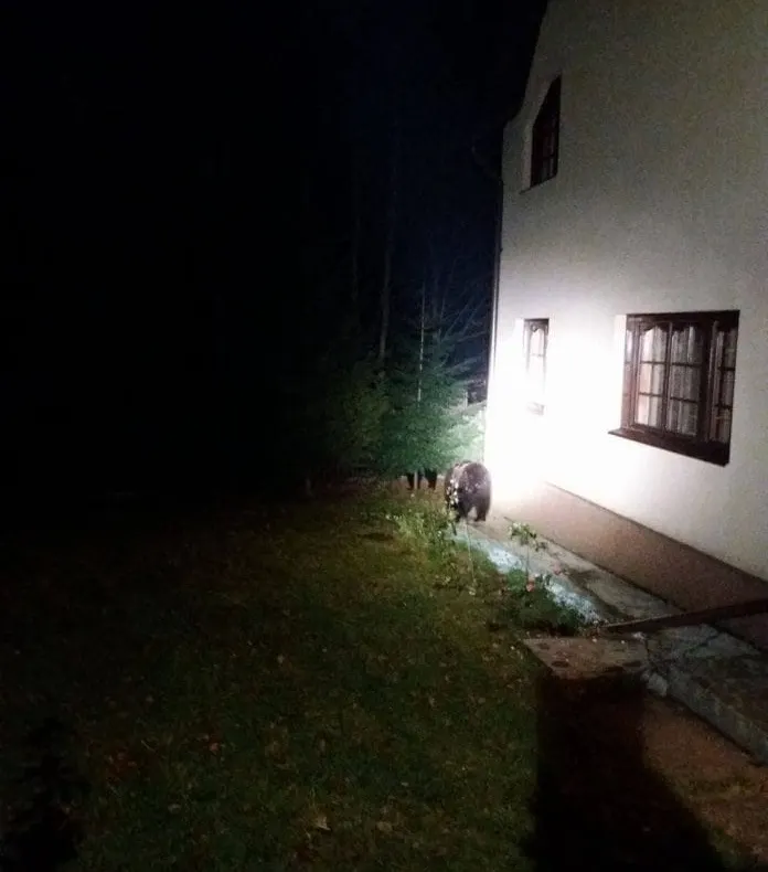 Urșii terorizează o comună de lângă Târgoviște, din nou