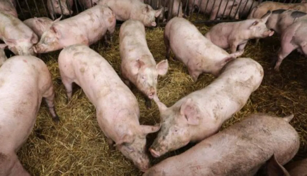 Focare noi de pestă porcină africană, în Dâmbovița, la Ciocănești și Perșinari