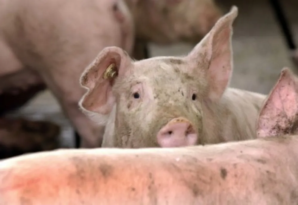 Focare noi de pestă porcină africană, în Dâmbovița. Au reapărut cazuri la Bezdead și Răscăieți