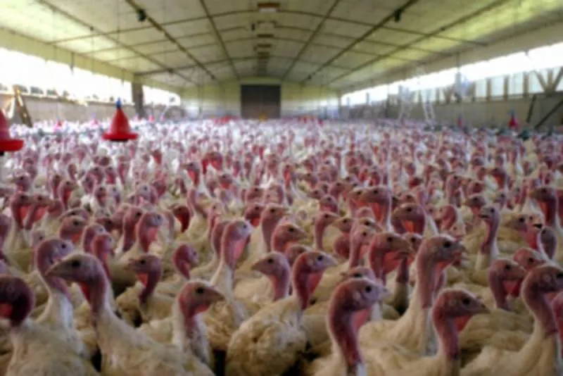 Gripa aviară-Alertă sanitară, în România! 38 de kg, din 17 tone, din carnea de curcan provenită din Ungaria, recuperată de inspectorii ANSVSA