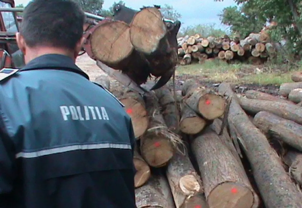 Doi dâmbovițeni arestați, după ce au "diminuat" prejudiciul cauzat prin tăieri ilegale de arbori, dintr-o pădure
