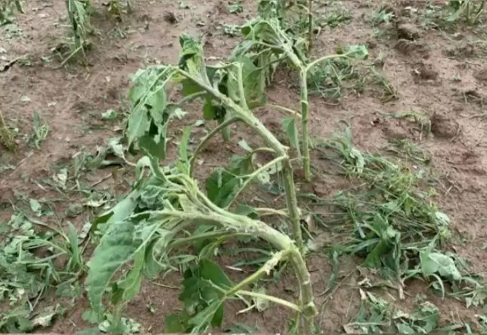 Grindina a făcut prăpăd, în Dâmbovița! Sute de hectare cultivate au fost afectate- VIDEO 