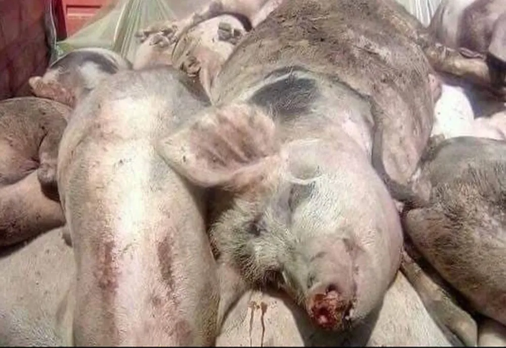 Dâmbovița. Alte 4 focare noi, depistate în județ