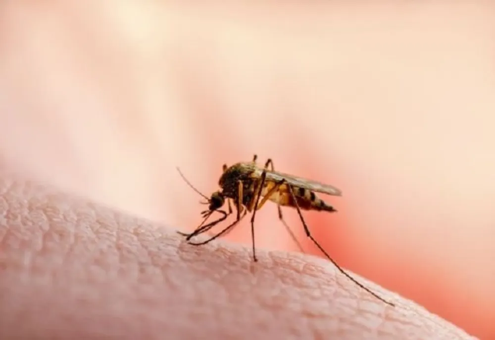 Dâmboviţa. Amplă acțiune suplimentară de dezinsecție în comuna Butimanu, după confirmarea cazului de encefalită acută cu virusul West Nile într-o comună învecinată