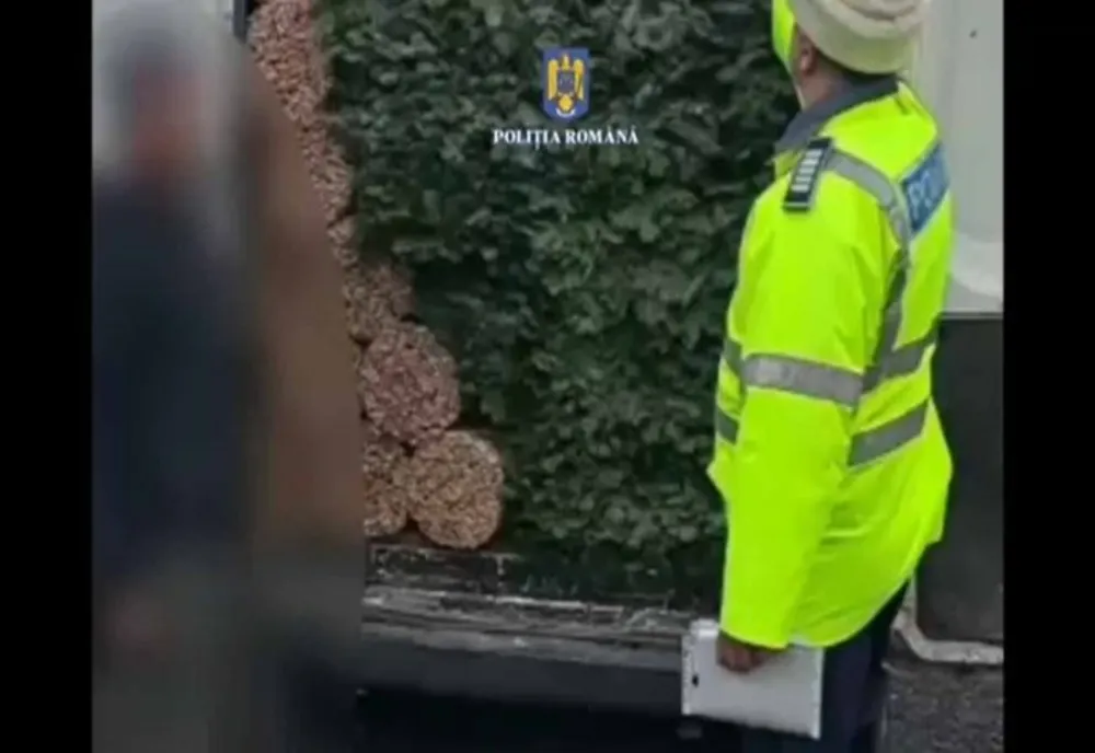 Dâmbovița. Cetină confiscată de polițiști în urma unui control de rutină