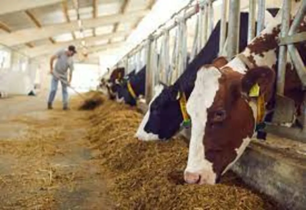 APIA: "Sprijin financiar de peste 16,6 milioane lei pentru crescătorii de animale"