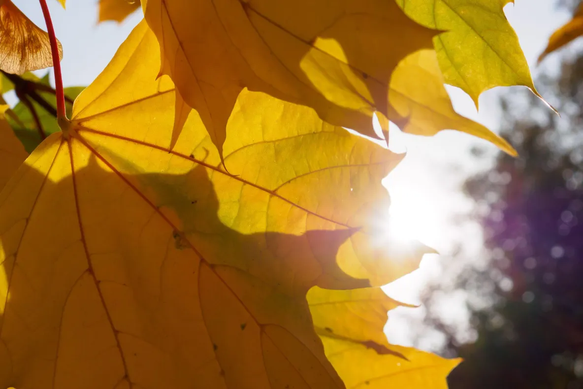 Vremea se încălzește la Târgoviște la începutul săptămânii. Temperaturile ajung la 20 de grade Celsius