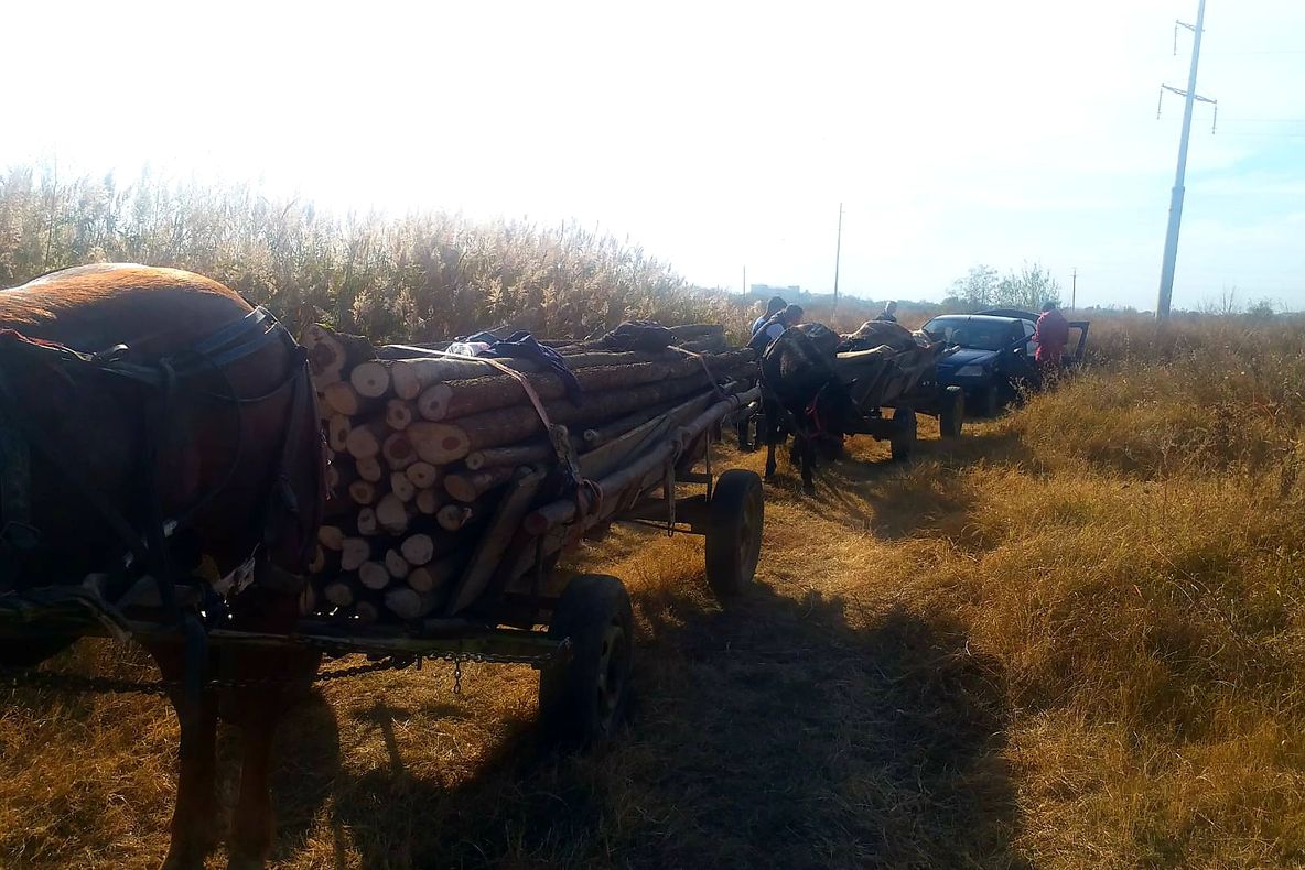 Bărbați prinși la furat de lemne