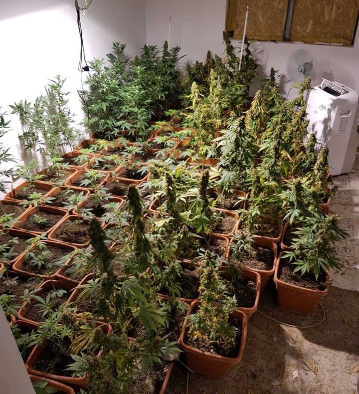 Bărbat din Valea Voivozilor, reținut pentru cultivare și deținere, fără drept, de droguri de risc