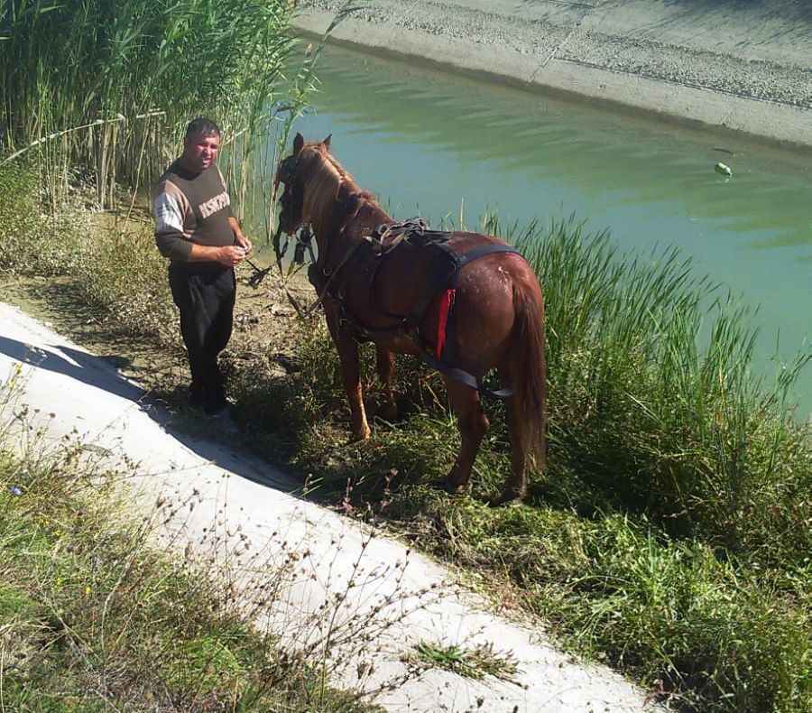 Pompierii solicitați să salveze un cal