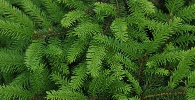 Depistat de polițiști în timp ce transporta ilegal 300 de kilograme de cetină