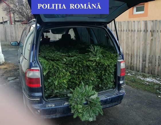 Sute de coronițe din cetină, confiscate de polițiștii din Fieni