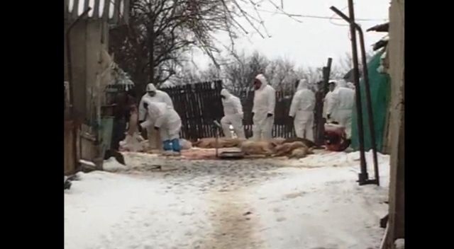 Imagini dure cu porcii sacrificați înainte de Crăciun, în Fierbinți