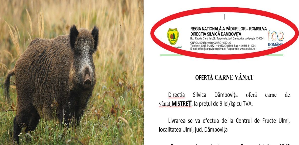 Revoltător! Statul omoară porcii domestici, din cauza pestei, dar vinde carnea porcilor sălbatici