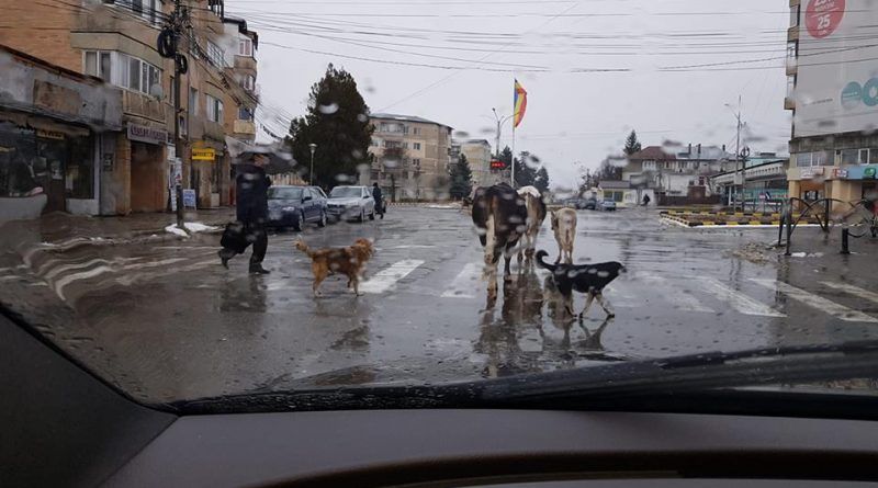 Foto| Orașul "Zoo". În Municipiul Moreni, vacile, câinii vagabonzi și caii fac parte din decorul...urban