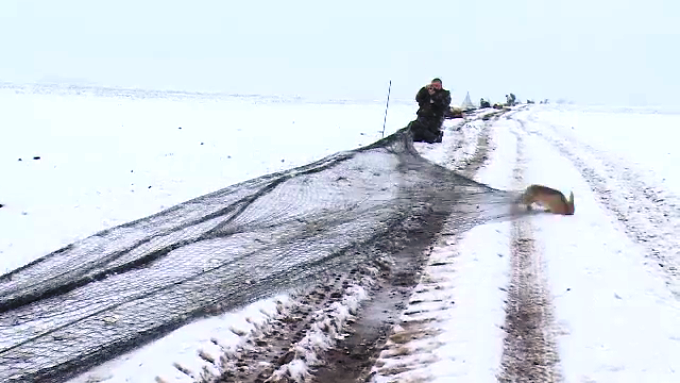 Dâmbovița. Sute de iepurii capturați în Arad vor ajunge în Dâmbovița