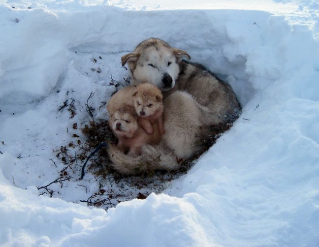 Medicii ne recomandă să avem grijă de animale în perioadele cu temperaturi scăzute şi căderi de zăpadă
