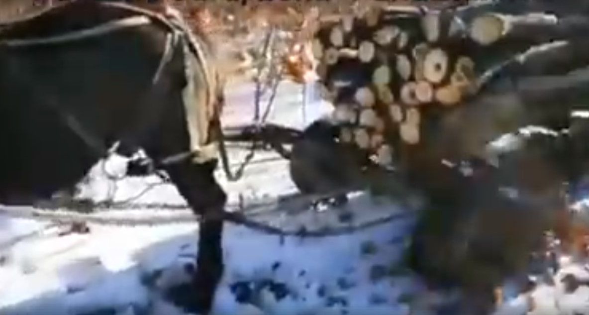 Hoți de lemne prinși în flagrant de jandarmi, în pădurea Saru