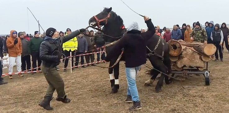 Tradiția „Botezul Cailor” de la Vișina este ilegală, anunță DSV
