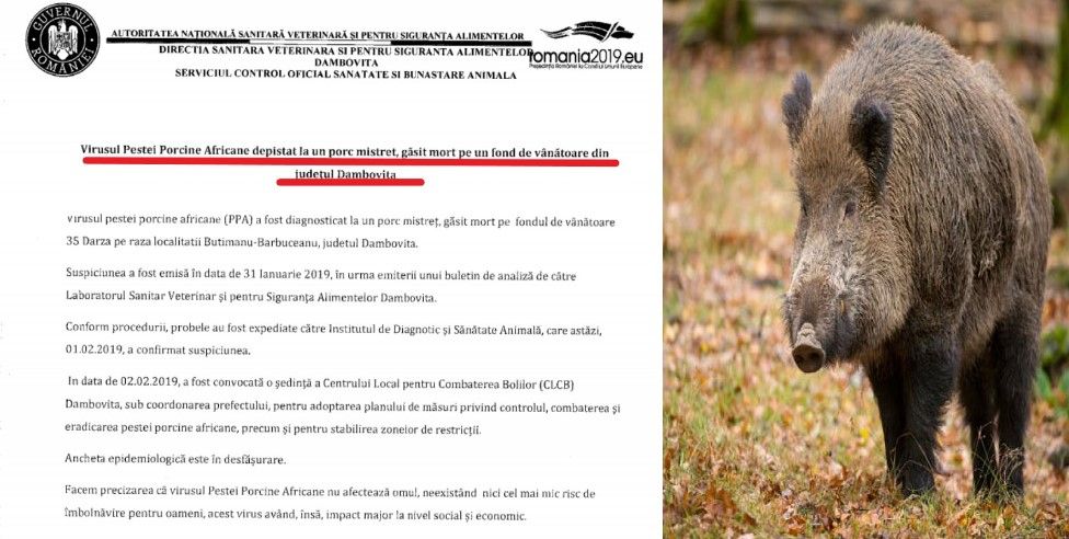 Pesta porcină africană lovește iarăși Dâmbovița. DSVSA confirmă focarul de la Butimanu