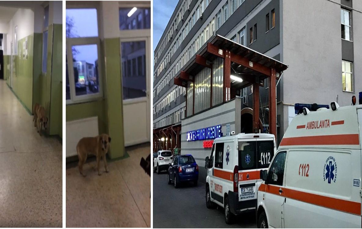 UPDATE: SJUT confirmă autenticitatea clip-ului cu "maidanezul" umblând pe holurile unității medicale