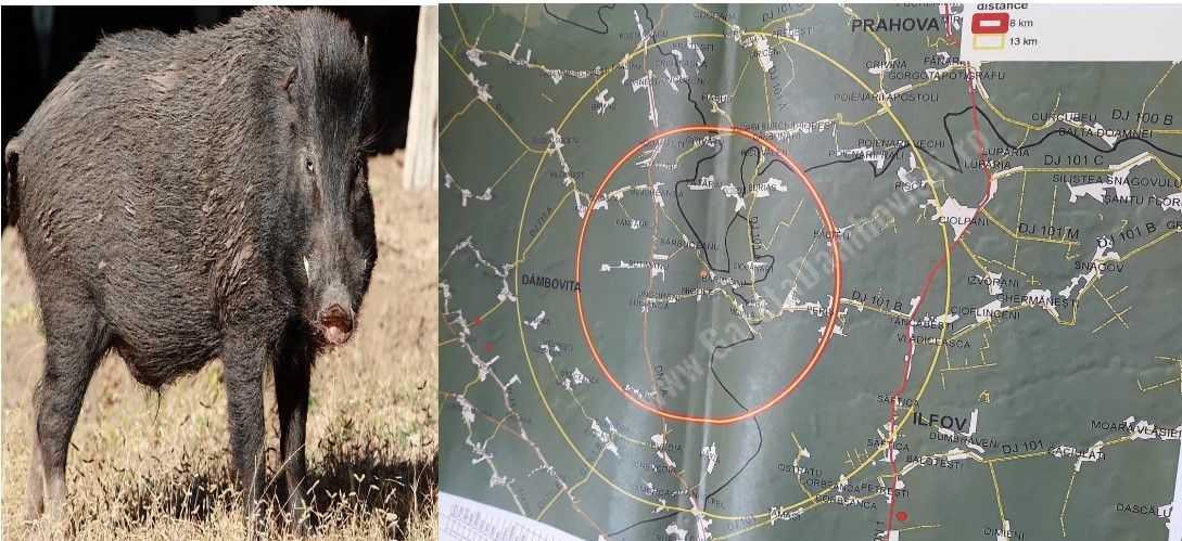 Măsuri excepționale, ce afectează 29 de localități, din trei județe, după ce pesta porcină a "lovit" la Butimanu