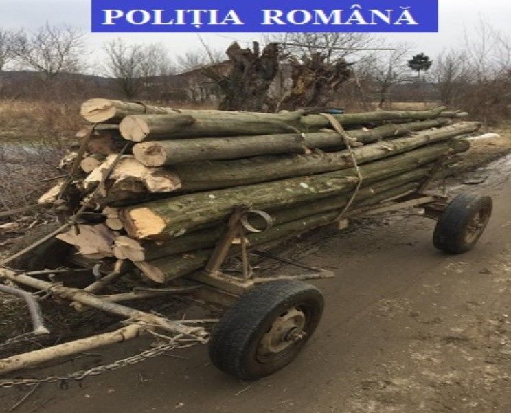 Acțiune de amploare a poliției, la Moreni. Infracțiunile silvice rămân la ordinea zilei
