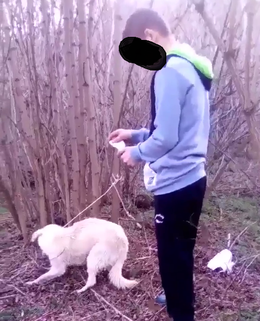 Petiție! Se cere închisoarea pentru cei doi tineri fără minte care au incendiat un câine