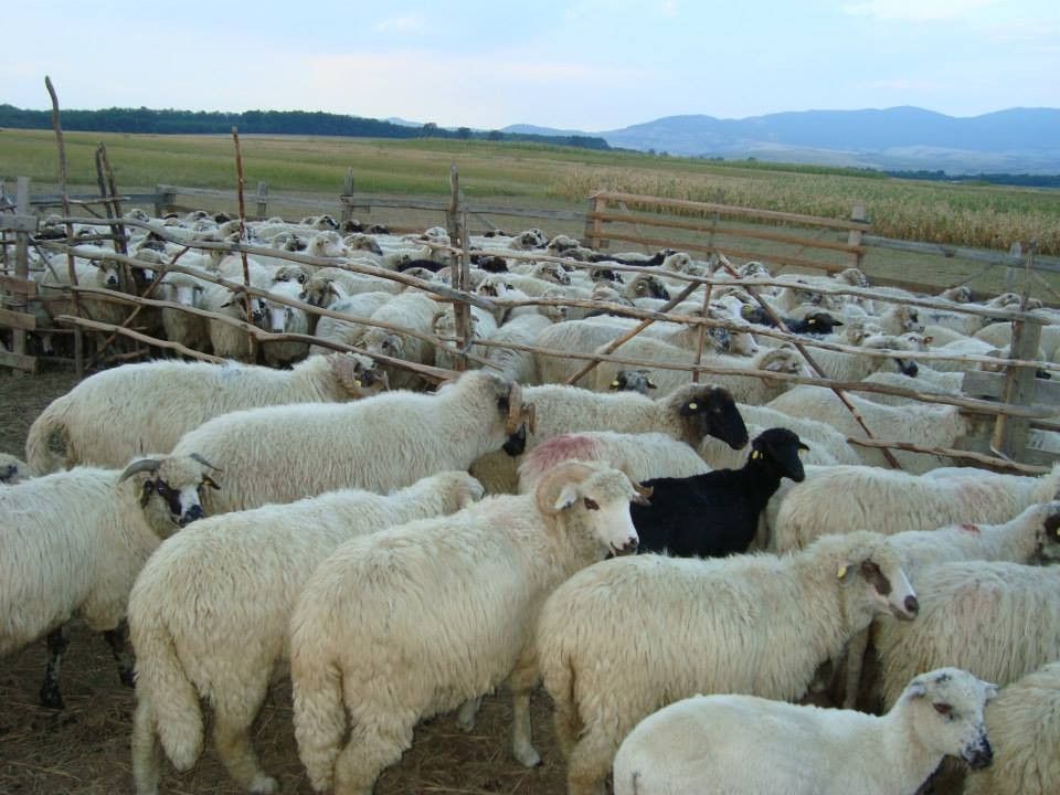 Patru hoți de ovine au fost reținuți de polițiștii dâmbovițeni