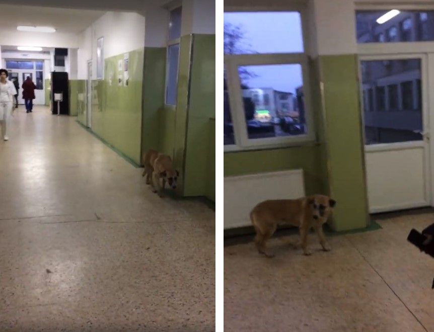 Un clip cu un câine, plimbându-se liber printr-un spital, face "senzație" pe internet