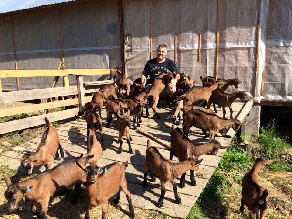 Afacere cu căprițe fericite, la Ocnița. Fiecare exemplar vândut are pedigree