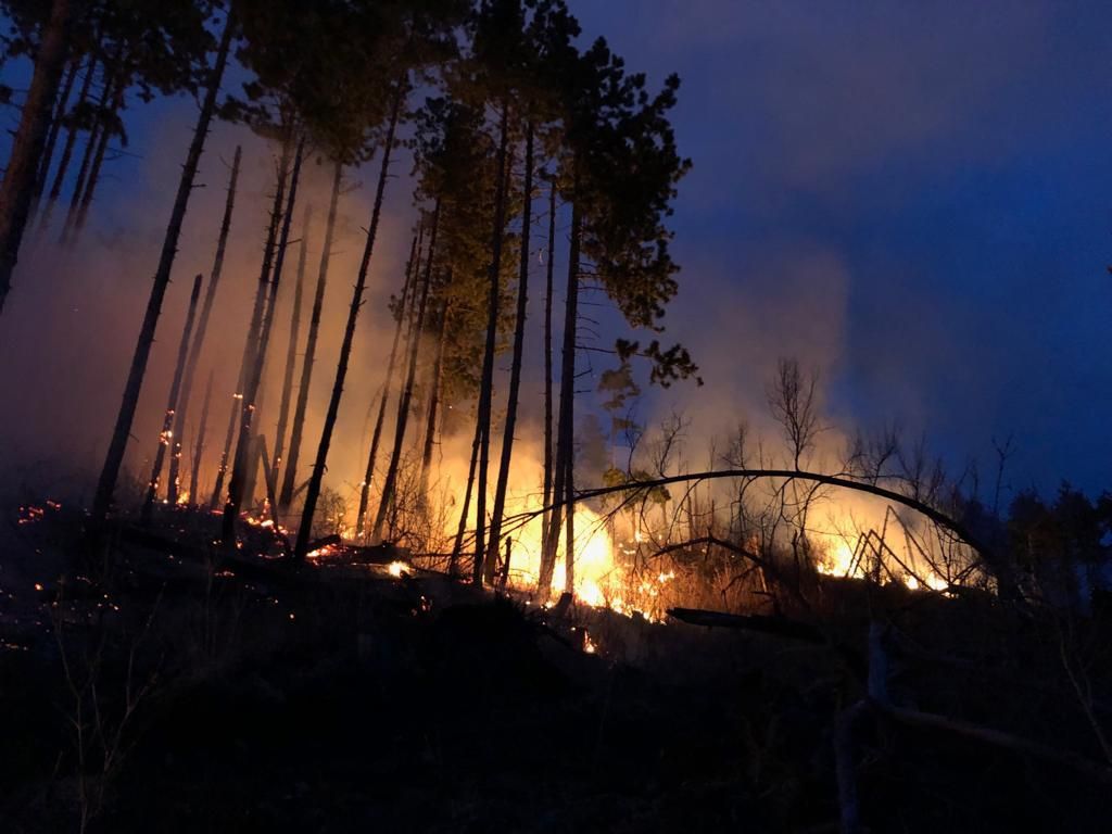 Video| Incendiu la o pădure de pin. 5 ha de vegetație au ars pe dealurile de lângă Pietroșița