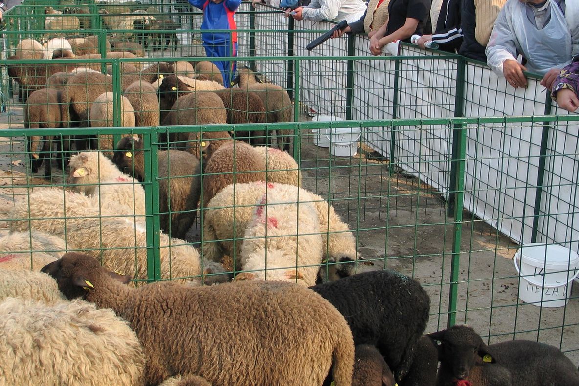 Cinci spații temporare pentru sacrificare animale, înființate în Dâmbovița, în perioada pascală