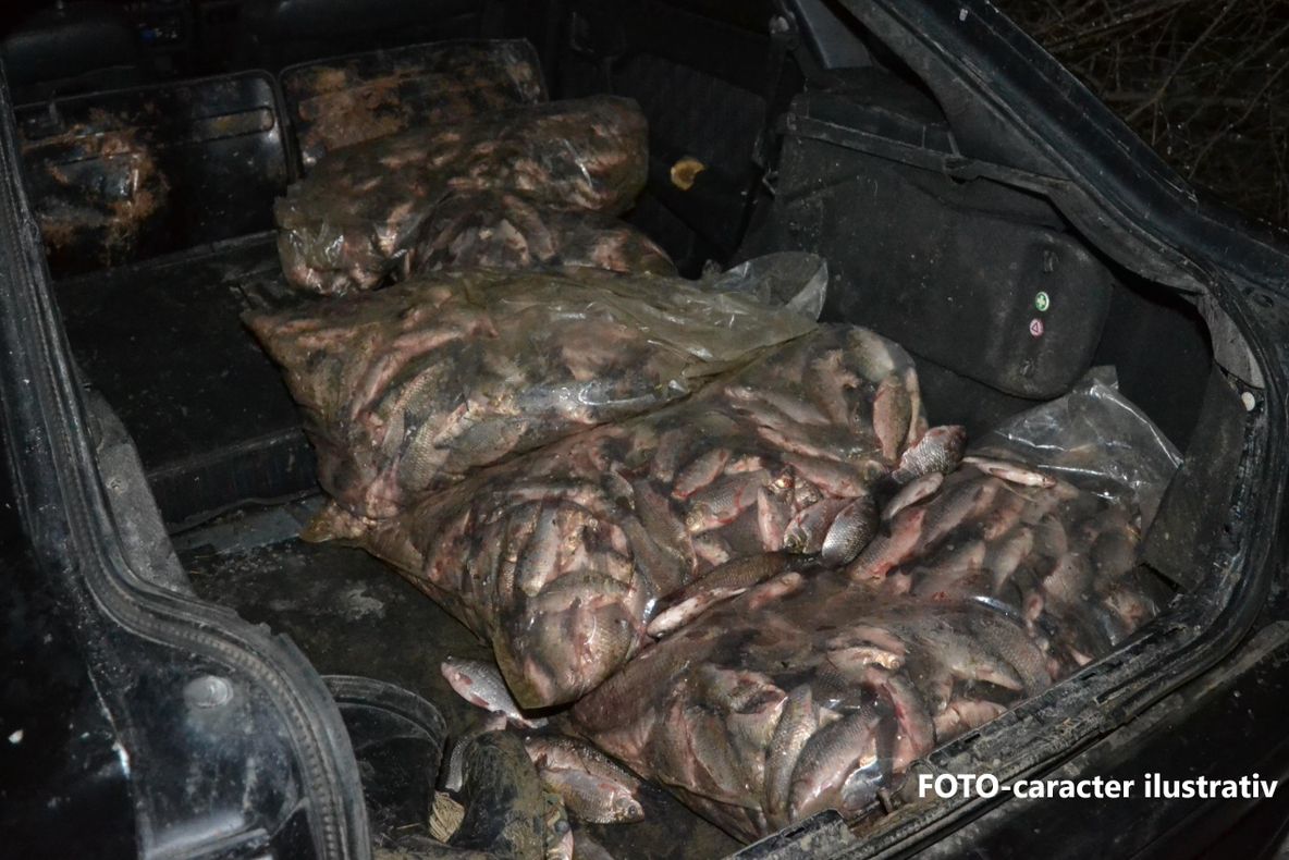 Depistat cu 85 de kg de pește fără documente