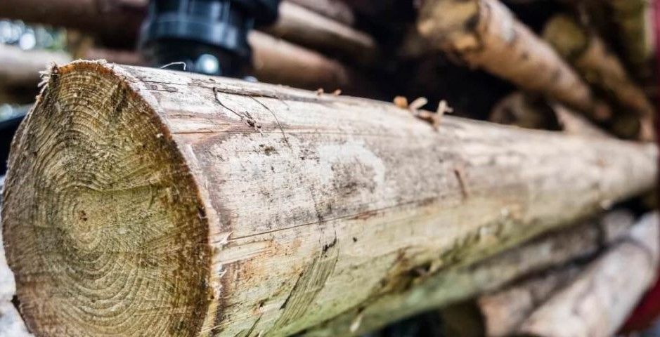 Șapte metri cubi de lemn confiscați, de polițiști, chiar de Ziua Internațională a Pădurii