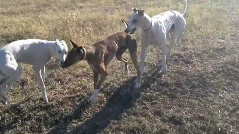 Braconier din Giugiu depistat la Fierbinți. Vâna ilegal cu ogari. S-a ales cu dosar penal