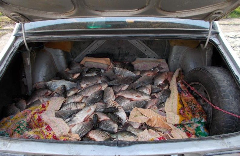 Transporta peste 100 kg de pește, fără acte. S-a ales cu un dosar penal