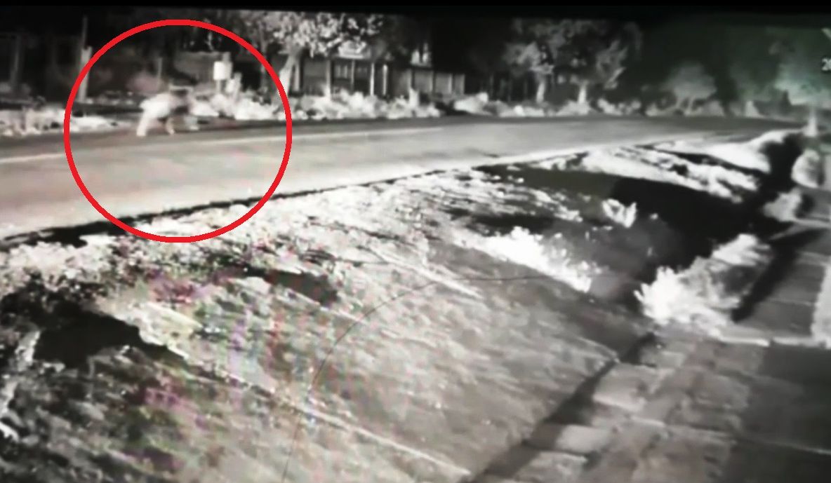 VIDEO Urs fugărit de mașini pe DN 71, pentru a fi îndepărtat de case