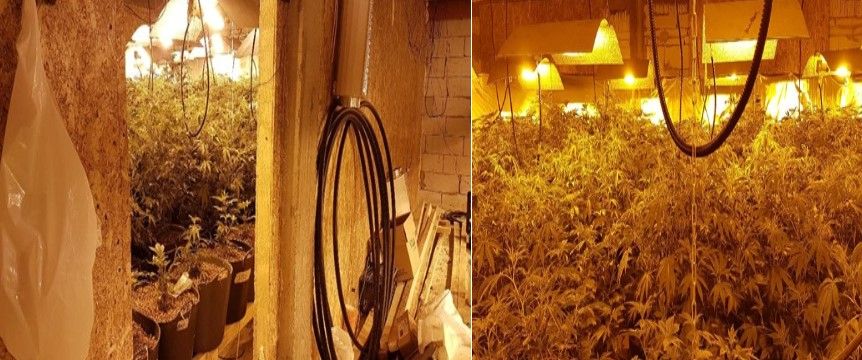 Grup infracțional trimis în judecată, pentru înființarea de culturi ilegale de cannabis, la Tărtășești și Răcari