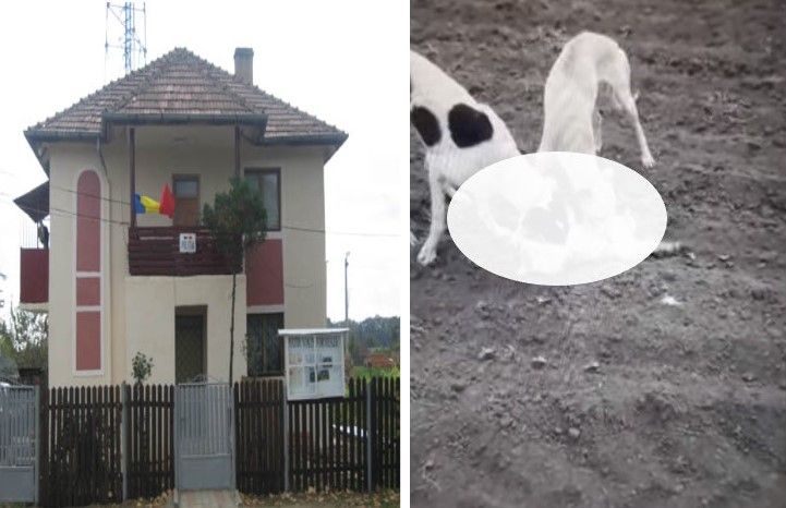 Polițiștii dâmbovițeni îl cercetează pe tânărul ce și-a pus câinii să rănească o pisică și a filmat totul